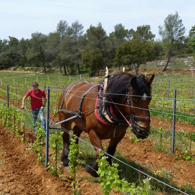 Vodka the Horse in the Vineyard